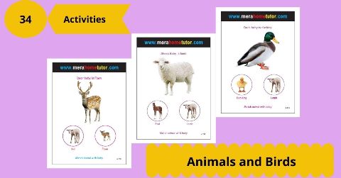 Animals & Birds Activity Flashcards