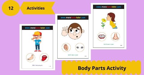 Body Parts Activity Flashcards 