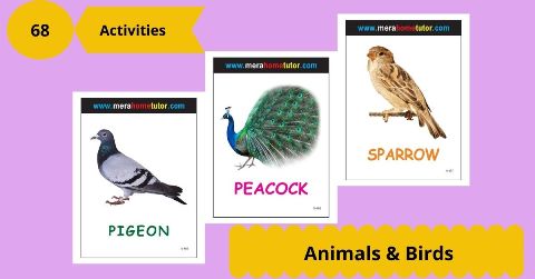 Animals & Birds Activity Flash Cards